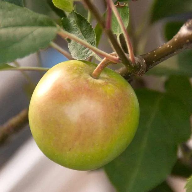 Crispin Apple (Malus domestica Crispin) Img 1
